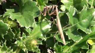 イチモンジセセリを捕食するコカマキリ。