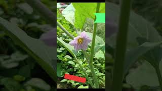 Red Okra | Brinjal | Home Garden