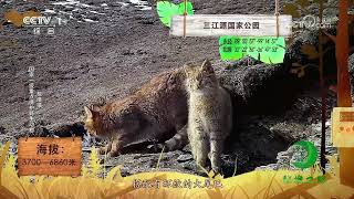 《秘境之眼》 鹅喉羚/荒漠猫/普氏野马/野骆驼 20230806| CCTV