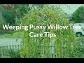 Weeping Pussy Willow Tree Care Tips - See The Plant Nicknamed Cousin Itt