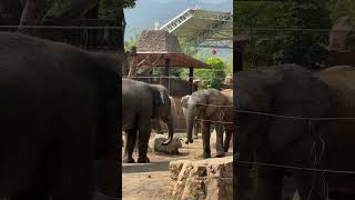 Yumei from the Ministry of Foreign Affairs is communicating with her African elephant cousin in a r