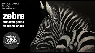 Drawing a Zebra with white pencil on black board