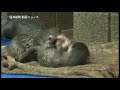 コツメカワウソの赤ちゃん公開