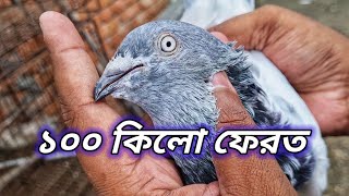 ১০০ কিলোমিটার থেকে ১:৪৫ মিনিটে ঘর করে এক নুতন রেকর্ড করলো এই কবুতর🔥| Miraj Pigeon & Pets