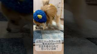 必死にドックフードを集める兄と衣装を着せられてまだ怒っている妹のポメチワ子犬達