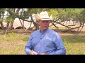 tips for low stress cattle handling