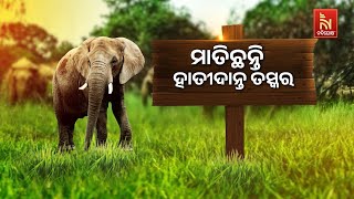 ବଲାଙ୍ଗୀରରେ ବନ ବିଭାଗକୁ ଶିକାରୀଙ୍କ ଖୋଲା ଚ୍ଯାଲେଞ୍ଜ, ୪ ଦିନରେ ଦୁଇଟି ହାତୀ ମୃତ | Nandighosha TV