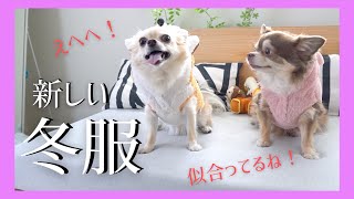 【秋冬服】最高に可愛い冬服を着せたら心も暖かくなった！チワワの多頭飼い