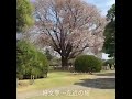 2017 04 15 黒鳥のヒナ・千波湖・偕楽園