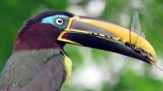 Dramatic Northern Chestnut-eared Aracari