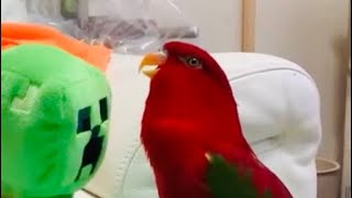 Red birb laughing a creeper [Live archive]