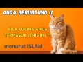 Berkah Berkeliaran. 7 Ciri Kucing Pembawa Rezeki dalam Perspektif Islam