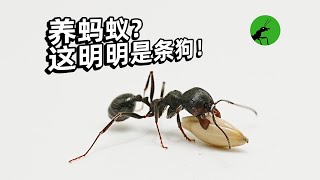 蚂蚁的嗅觉实验：把食物埋起来，他们还能找到吗？