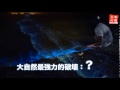 藍眼淚 海洋悲劇的真相