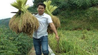 This year's glutinous rice is all harvested. It's a big harvest!