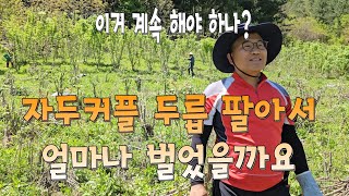 자두커플 두릅 팔아서 얼마나 벌었을까요