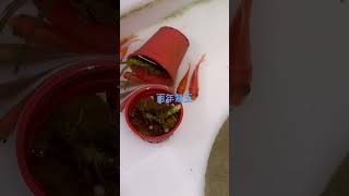 百年鱉王燉烏骨雞！