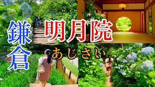 鎌倉 明月院 あじさいが咲き始めました【20230527】Kamakura Meigetsuin Temple