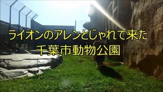 ライオンとじゃれて来た　千葉市動物公園