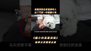 馬爾濟斯在家囂張咬人，出了門卻一秒變膽小鬼，訓犬師：狗沒問題#shorts