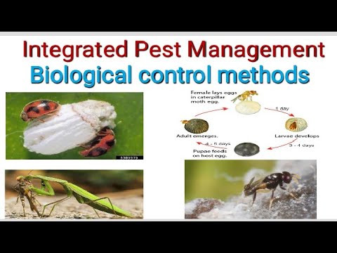 Entomology|| IPM- Biological Control Methods|| Agri Diploma|| Agri ...