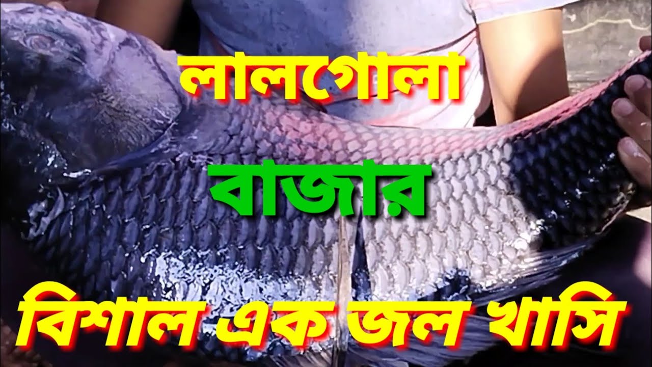 How To Sell Fish In Retail, Biggest Fish Market In Lalgola,WB ...