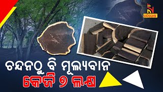 ଦୁର୍ଲ୍ଲଭ ଆଫ୍ରିକାନ୍ ବ୍ଲାକ୍ ଉଡ୍: କେଜି ୭ ଲକ୍ଷ ଟଙ୍କା | Nandighosha TV