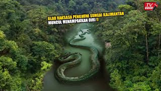 Inilah Penampakan Ular Raksasa 40 Meter Penghuni Sungai Kalimantan Yang Baru² Ini Gemparkan Dunia...