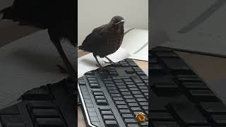 Amsel im Homeoffice #shorts