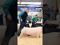 Поросячьи бега 🐷🐽 свинья порося