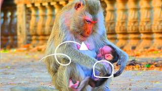 MyGod.. Almost Unbelievable Wildlife..! Look the Unwanted Newborn was fasted Milk, BB So Hungry.!