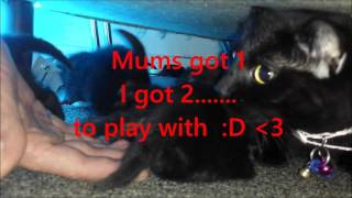 Late night playtime mm 07102015