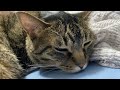 cute cat that wants to sleep with its owner...