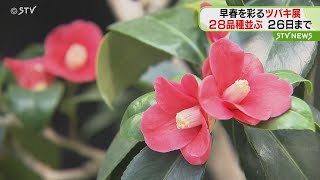 力強く咲くツバキの展示会　２８品種並ぶ　札幌・豊平公園緑のセンター