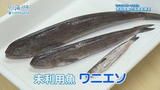 ワニエソのラーメンだし開発へ～未利用魚の活用を探る～