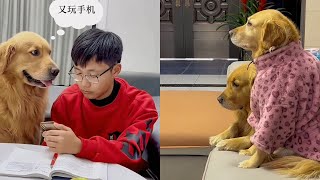 Golden Retriever Mao Mao is a good boy and brings good food to his grandmother❤️ #聪明旺豆豆 #金毛豆豆 #金毛