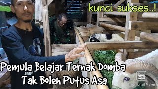 PEMULA BELAJAR BETERNAK DOMBA TAK BOLEH PUTUS ASA