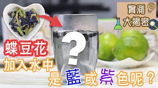 【大解密】蝶豆花茶變色|瘦身養顏|小資女必備