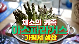 '채소의귀족' 아스파라거스, 가평 새 소득작물로 부상하다