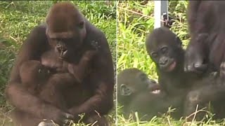 ASMR|D'jeeco Family|Gorilla|Taipei zoo|Jabali is 1y62 days old, Ringo is 217 days old.20220101- 22