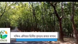 দক্ষিন এশিয়ার সবচেয়ে বড় রাবার বাগান বাংলাদেশের দাঁতমারা রাবার বাগান | Datmara rubber garden |