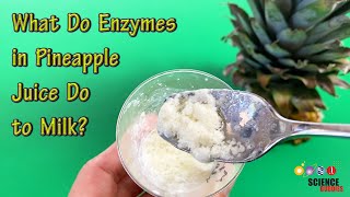 What Do Enzymes in Pineapple Juice Do to Milk? | STEM Lesson Plan