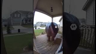 Hippo farts on doorbell camera #animals #funny #shorts #memes #ai #sora