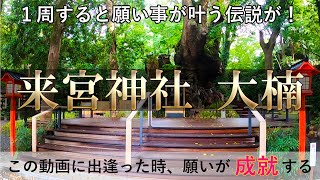 一周すると願いが叶うという伝説が！この動画に出逢った時、願いが成就する！　 熱海 来宮神社 大楠【パワースポット遠隔参拝】