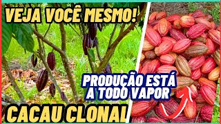 ROÇA CACAU CLONAL ESTÁ PRODUZIDO MUITO !