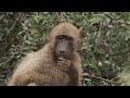 Mashatu Game Reserve - Fruits of the Mashatu Tree (Nyala Tree) @wildwebafricafilms