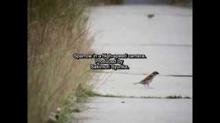 ハイスピードカメラで雀　Sparrow in a high speed camera