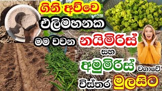 මගේ එලිමහන් අමුමිරිස් හා නයිමිරිස් මිරිස් වගාව මුලසිට 🌶️💯 | scotch bonnet \u0026 green chilli cultivation