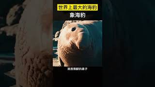 【科技趣闻】世界上最大的海豹象海豹 #Shorts