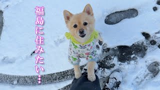 都会育ちの愛犬が、福島の冬を満喫する姿が可愛い…笑